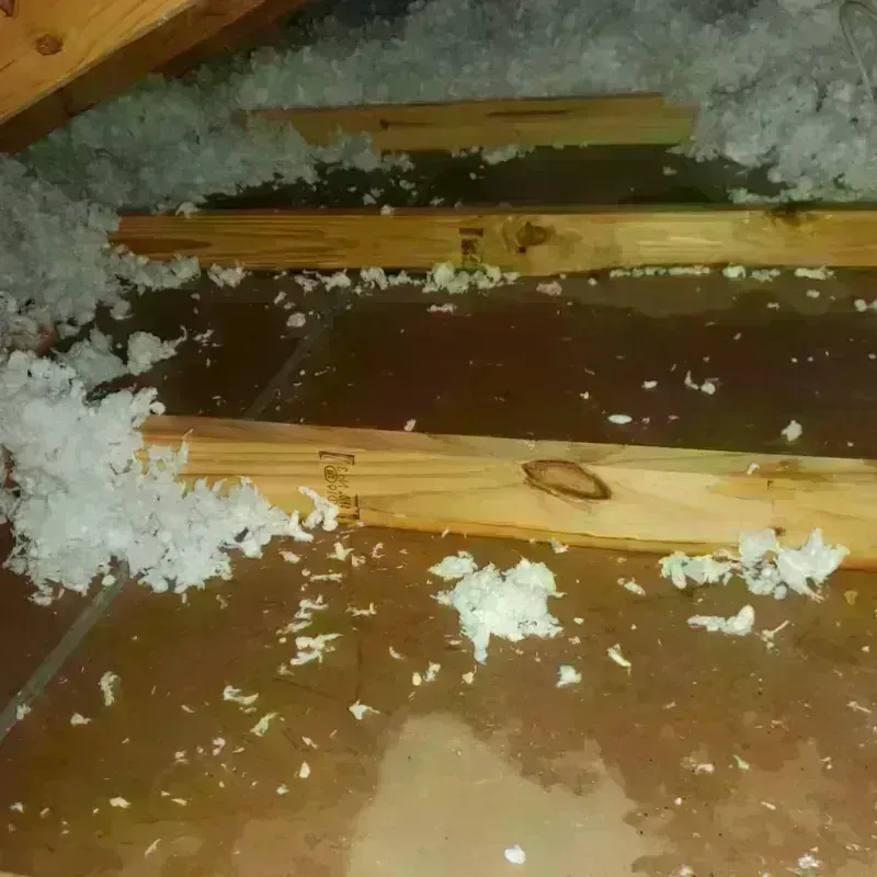 Attic Water Damage in Urania, LA