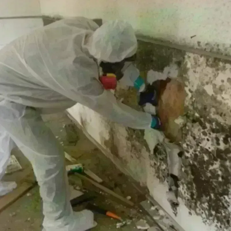 Mold Remediation and Removal in Urania, LA